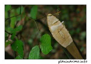 Cigine "markacije"