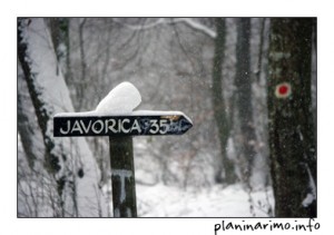 Javorica